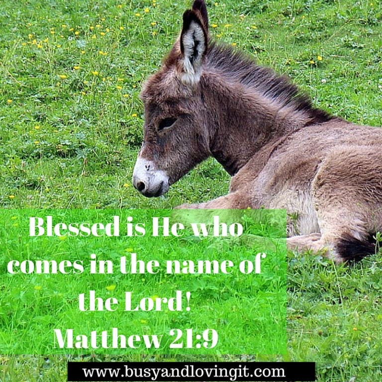 Blessed is He who comes in the name of the Lord! - Busy and Loving It!